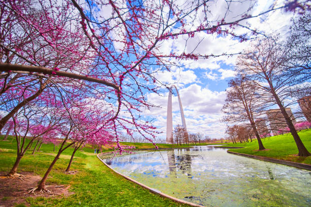 Image of Pond with algae surrounded by cherry tree with Gateway Arch of St. Louis in distance