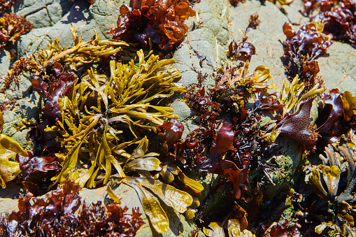 Image of Purple and green kelp detail on rocks by beach