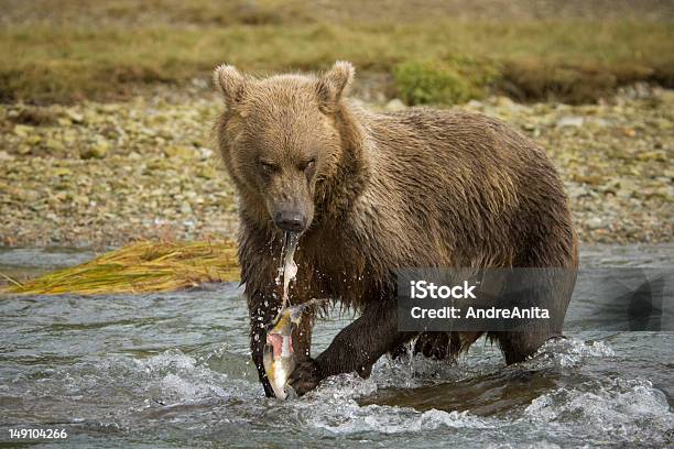 Orso Grizzly - Fotografie stock e altre immagini di Alaska - Stato USA - Alaska - Stato USA, Ambientazione esterna, Animale