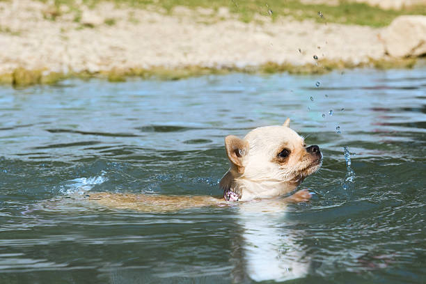 istock puppy chihuahua in the river 149104304