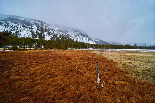 Image of Red grassy field in Yellowstone on foggy morning in winter