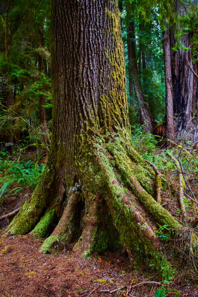 istock Redwood forest tree with exposed roots by trail 1491043529
