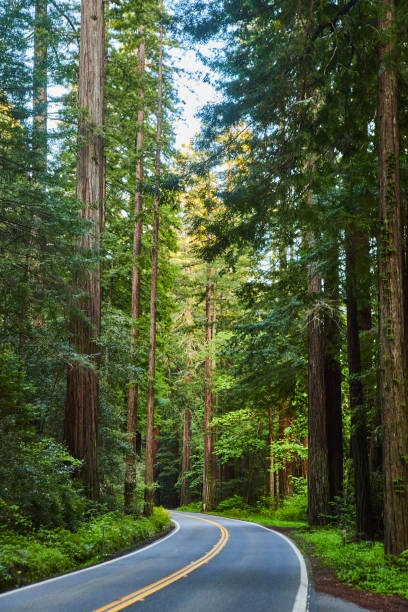 istock Redwood trees alongside clean road through forest 1491043540