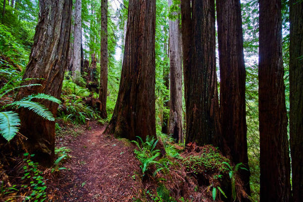 istock Redwood trees surround hiking path in California forest 1491043543
