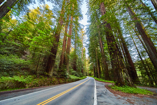 Image of Road through stunning Redwoods Avenue of Giants