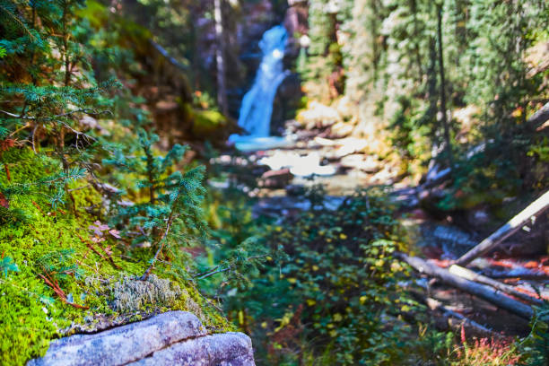Image of Rock with moss and baby pine tree growing on top and waterfall blurred in the background