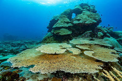 At this very healthy reef at Karang Huisman, a sea mountain near Tayandu Island, large Acropora Table Corals and Porites Corals dominate the scenery. \nPorites is one of the most common scleractinian coral species on Indonesian reefs. The average of coral growth rates ranged from 0.8-1.2 cm/year. So this coral must be very old. \nKarang Huisman, Tayandu Island, Indonesia, 5°28'41.7221 S 132°13'21.3085 E at 11m depth