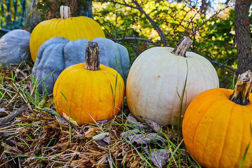 Stock photo showing close-up view of ripe, orange and green pumpkins sitting in a wheelbarrow in agricultural farm field. Grown ready to harvest, pick and be sold for Halloween Jack O'lantern carving.