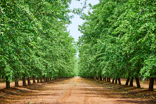 Image of Rows of vibrant green almond trees in farm during spring