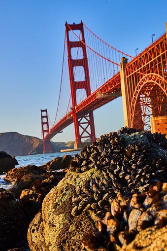 Image of Rocks covered in mussels at sunset next to Golden Gate Bridge