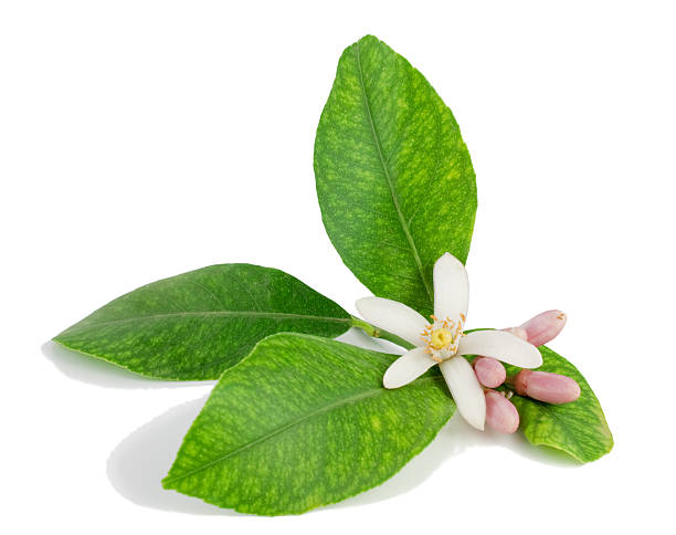 istock Lemon branch, flower, buds, leaves. 149104510