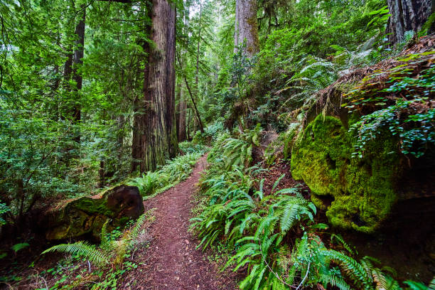 istock Simple dirt hiking trail through Redwoods forest 1491045448