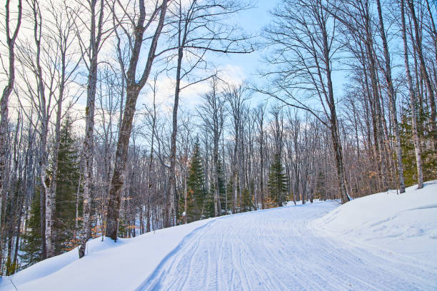 Image of Snow-covered road in winter forest