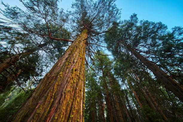 istock Soft sunlight hitting giant tree trunk of pine tree in forest 1491045906