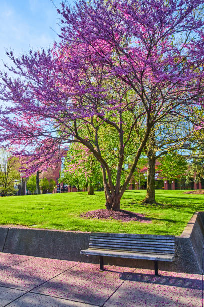 istock Stunning cherry tree over park bench leaving pink petals 1491046548