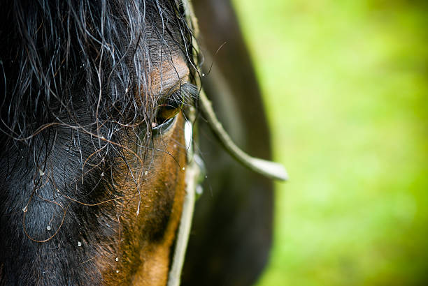 Horse after the rain