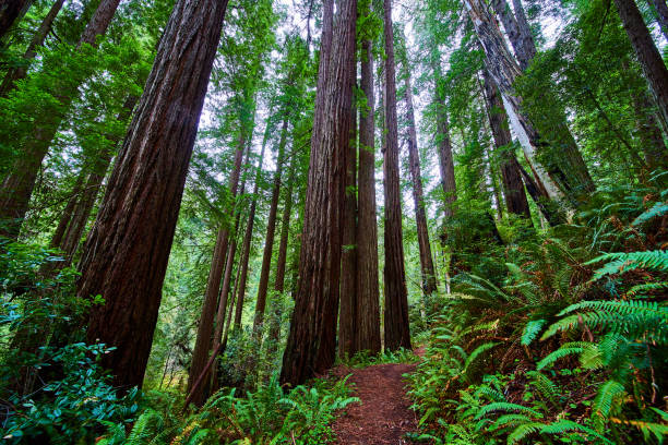 istock Stunning endless Redwood trees in ancient forest along trail 1491047121
