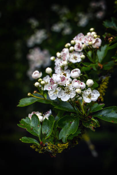 Hawthorn branch with lichen and flowers Focus on the flowers. The edges of the photo have been darkened. april showers may flowers stock pictures, royalty-free photos & images