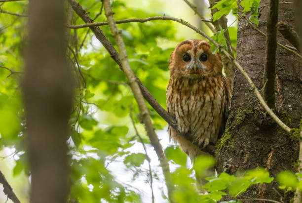 istock Female tawny owl (Strix aluco) 1491048845