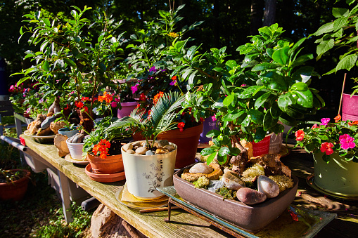 Rustic Craft Table Zen Table Covered In Rustic Zen Garden Plants In Pots Stock Photo ...