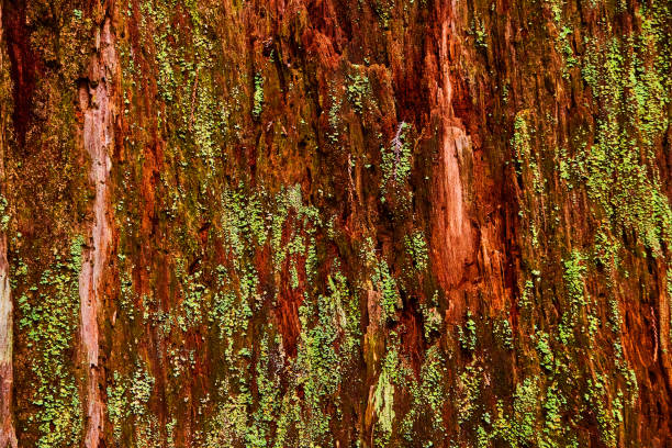 istock Texture asset of red and mossy Redwood tree bark 1491049203