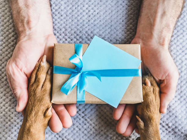 istock Dog paws, male hands and gift box 1491049263