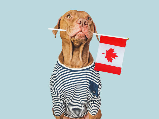 istock Cute puppy with Canadian Flag. Studio shot 1491049284