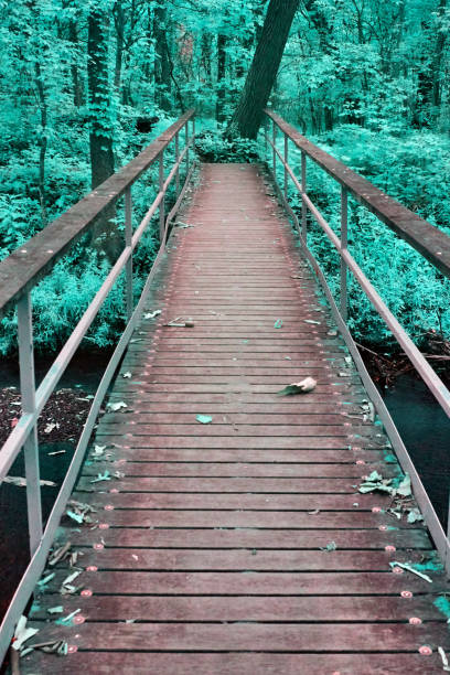 istock Mystical walkway through a vibrant forest shot in infrared 1491049662