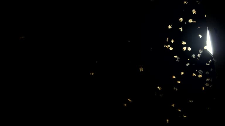 Street Lamp at night with insects