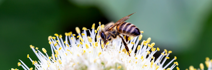 Close-up of bee pollinating onion flowers in vegetable garden on green background. Banner. New harvest. Environmentally friendly products. Locally grown. Selective focus, defocus