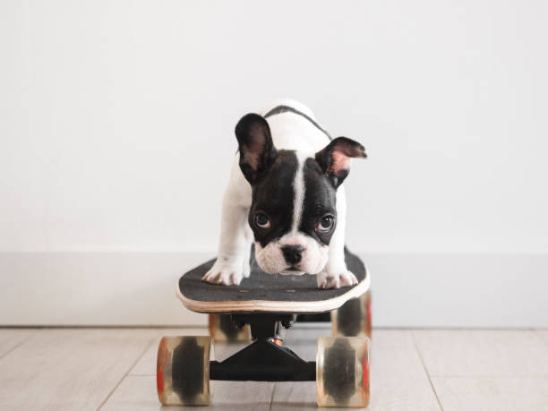 istock Cute puppy riding a skateboard. Studio shot 1491051049