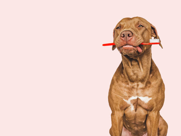 istock Cute puppy holding toothbrush. Closeup. Studio shot 1491051141