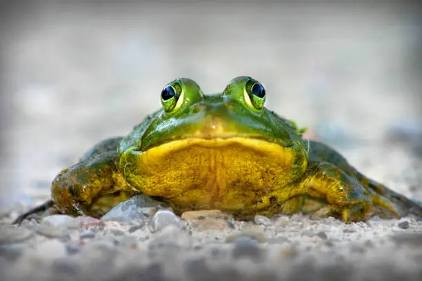 Image of Portrait view of large green frog on a slate gray background of rocks