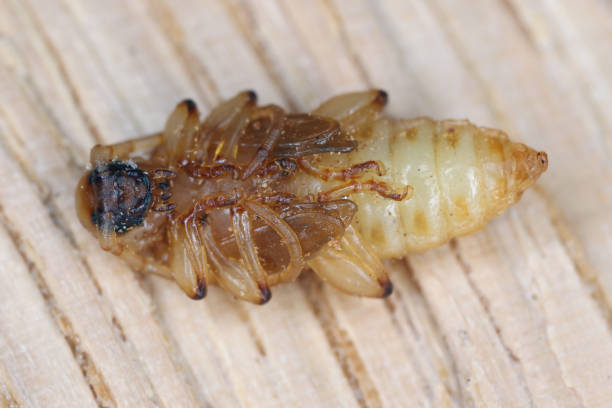 poczwarki dębu walijskiego (pyrrhidium sanguineum) z rodziny cerambycidae (chrząszcze długorogie) znalezione w drewnie dębu. - cerambycidae zdjęcia i obrazy z banku zdjęć