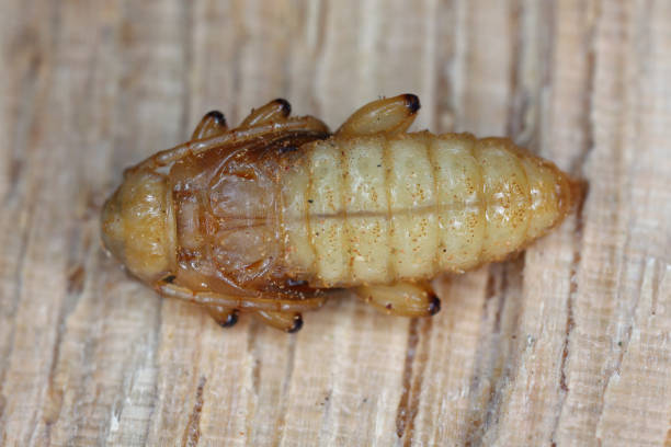poczwarki dębu walijskiego (pyrrhidium sanguineum) z rodziny cerambycidae (chrząszcze długorogie) znalezione w drewnie dębu. - cerambycidae zdjęcia i obrazy z banku zdjęć