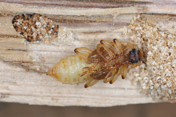 poczwarki dębu walijskiego (pyrrhidium sanguineum) z rodziny cerambycidae (chrząszcze długorogie) znalezione w drewnie dębu. - cerambycidae zdjęcia i obrazy z banku zdjęć