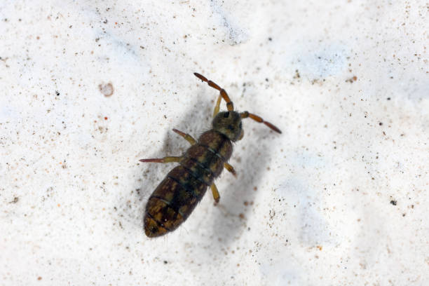 A marsh springtail, Isotomurus palustris on wall of hose A marsh springtail, Isotomurus palustris on wall of hose. collembola stock pictures, royalty-free photos & images