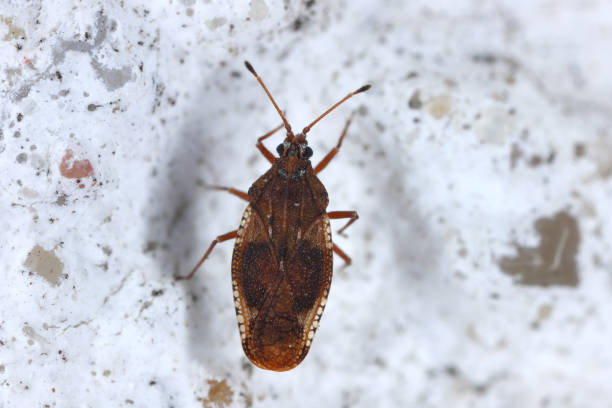 istock Elm seed bug. Close-up portrait. Macro photo 1491052692