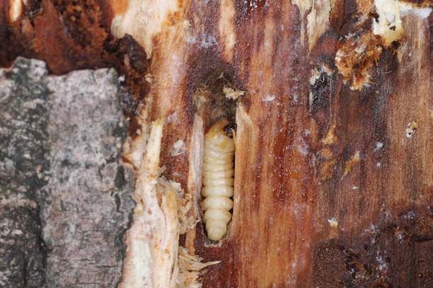 larwa chrząszcza z rodziny cerambycidae (chrząszcze długorogie). - cerambycidae zdjęcia i obrazy z banku zdjęć