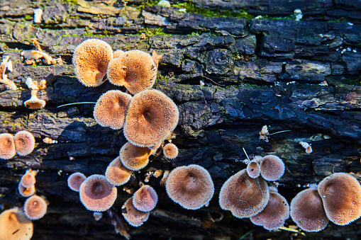 Image of Tree log detail with fungi mushrooms growing