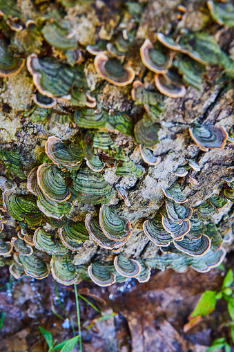 Image of Tree stump covered in fungi and mushrooms