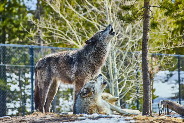 Two wolves in park on rocks howling together