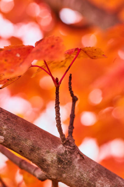 istock Up close on tree branch in peak fall season with red and orange leaves 1491052943