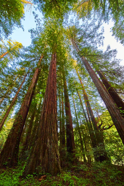 istock Vertical of large Redwood forest with giant tree trunks 1491053221