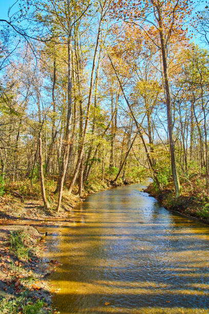 istock Vertical of river during fall in the woods 1491053236