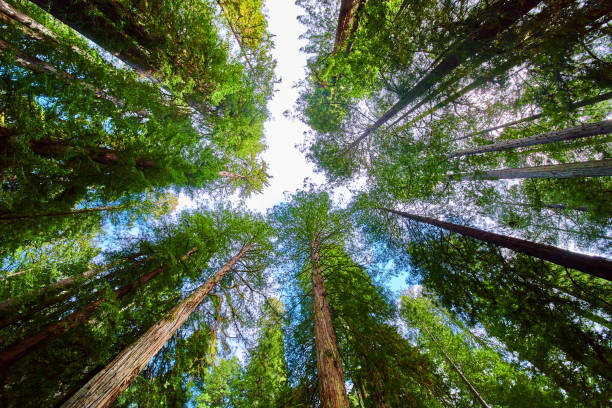 istock View looking up at vibrant green Redwoods forest in spring 1491054221