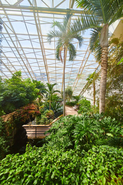 istock Walking path through glass-roofed greenhouse in rainforest biome 1491054434