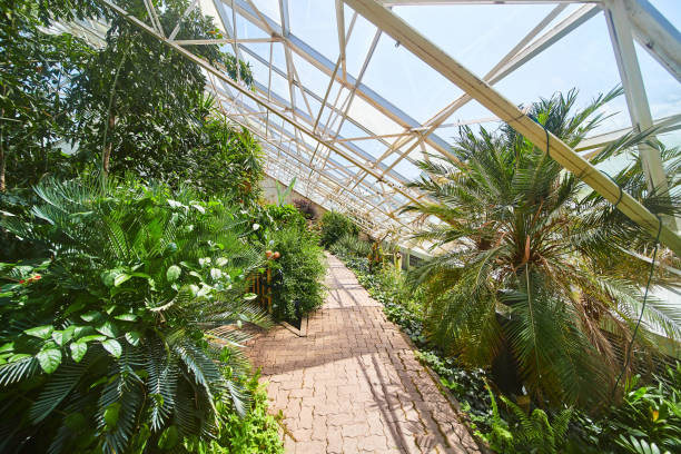 istock Walking path through rainforest greenhouse with glass roof 1491054439