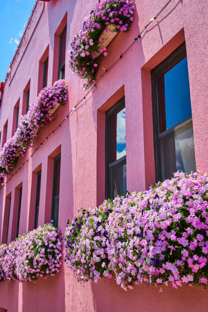 Image of Wall covered in pink window box flowers in Bloomington Indiana