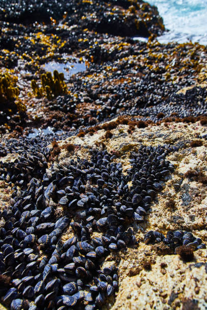 istock West coast tide pool covered in thousands of mussels 1491054851
